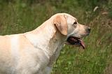 LABRADOR 1231